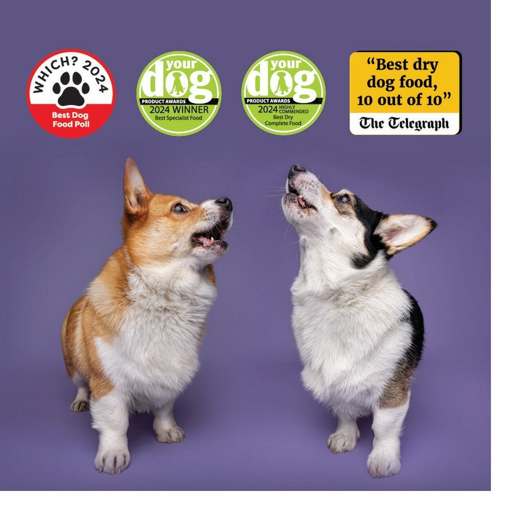 Adult Original Lamb & Brown Rice Dog Dry Food - Image 3