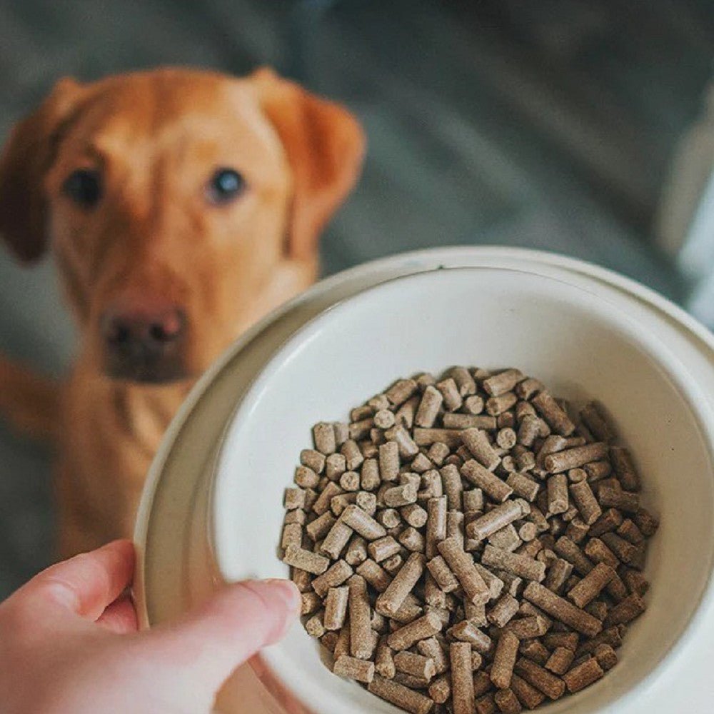 Cold Pressed Salmon Adult Dog Dry Food - Image 5