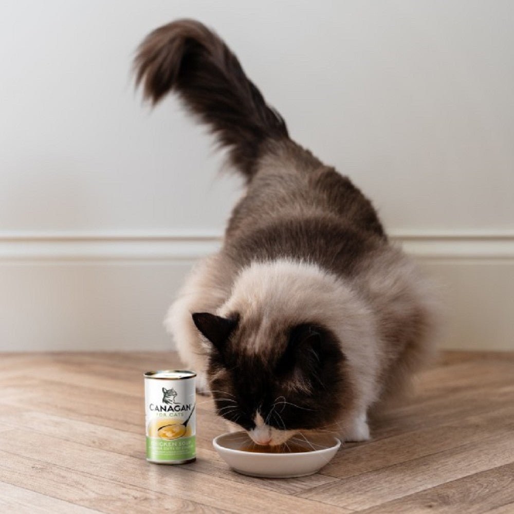 Chicken Cat Soup - Image 3
