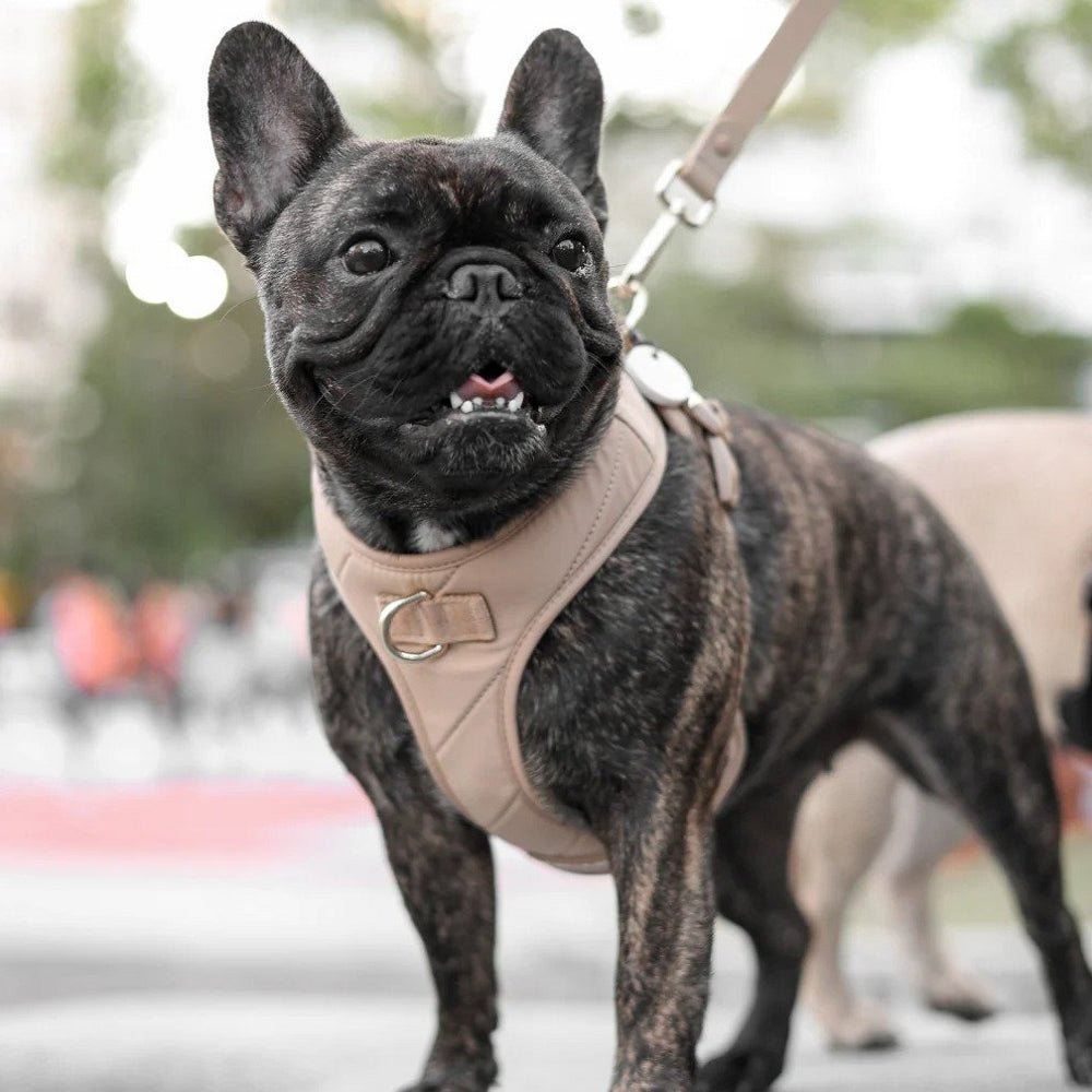 Roam Multi-Way Leash LITE - Image 7