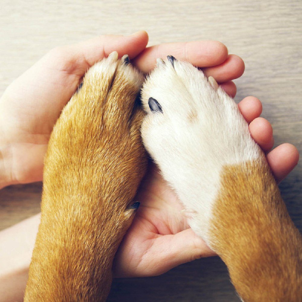 On The Paw Therapy Balm for Dogs & Cats & Rabbits - Image 4