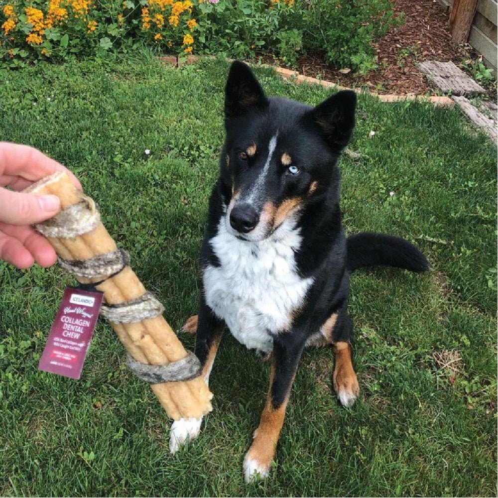 USA Beef Rolled Collagen Dog Dental Chew with Caught Cod Skin - Image 2