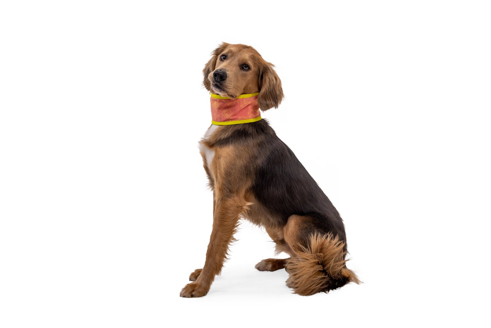 Ruffwear - Swamp Dog Cooling Neck Gaiter - Image 10