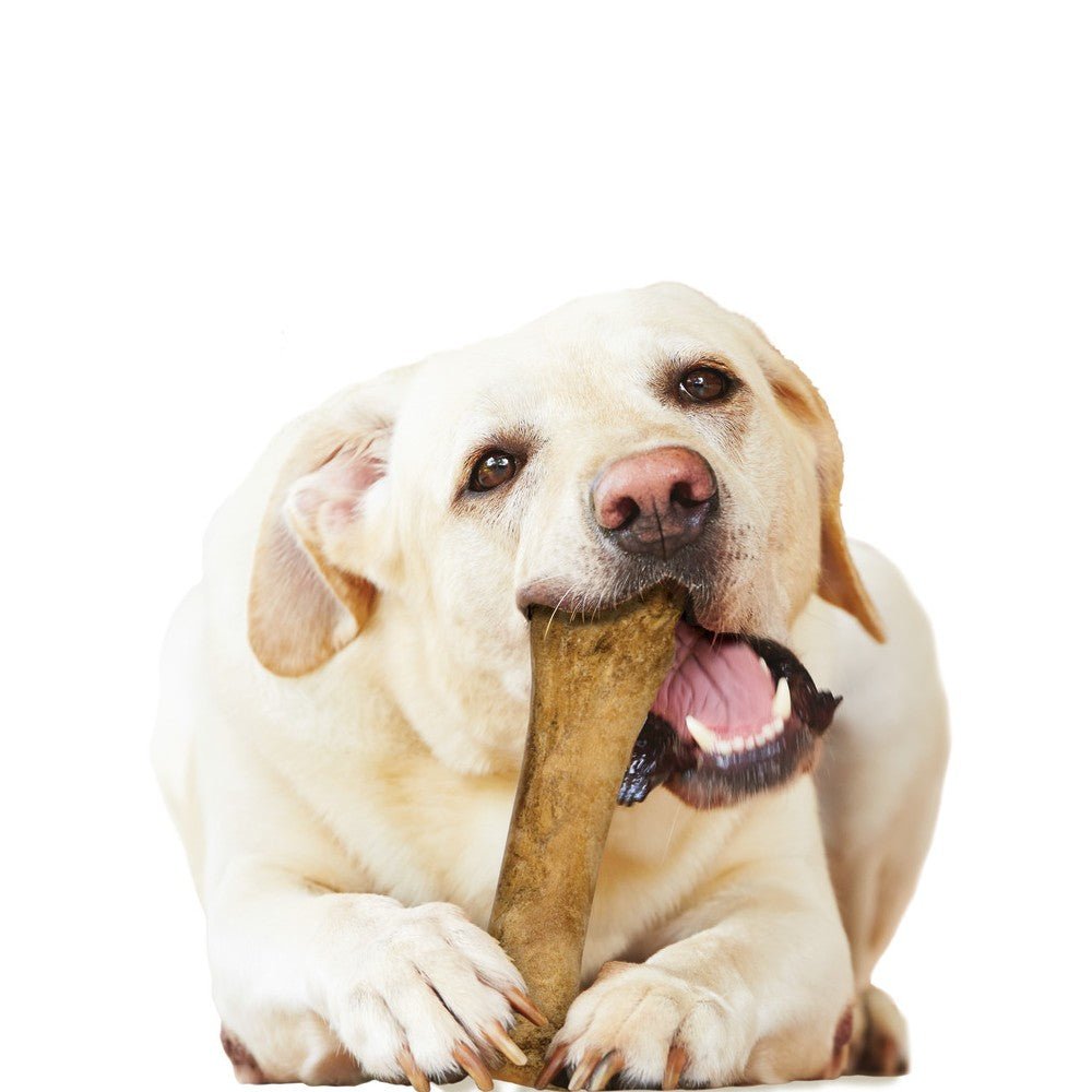 Healthy Edibles Bacon Flavor Dog Dental Chew - Image 11