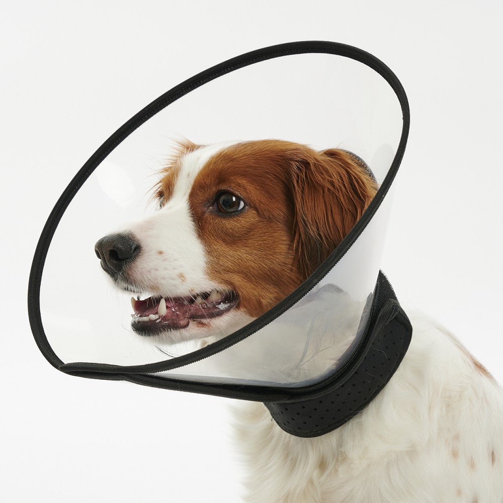 Complete Dog Collar