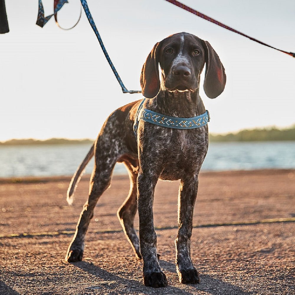 Razzle Dazzle Nordic Dog H-Harness - Image 7