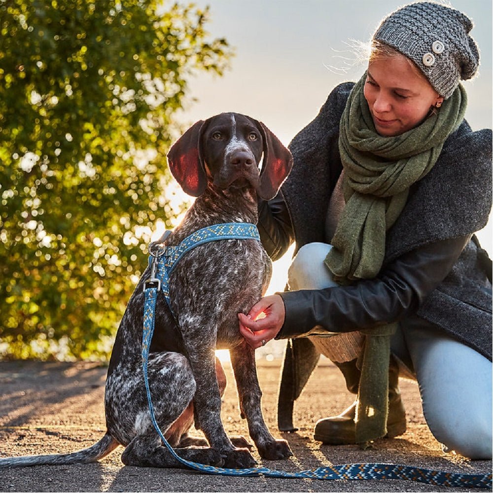 Razzle Dazzle Nordic Dog H-Harness - Image 2