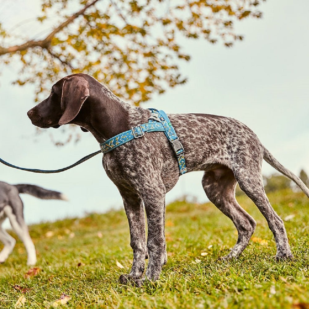Razzle Dazzle Nordic Dog H-Harness