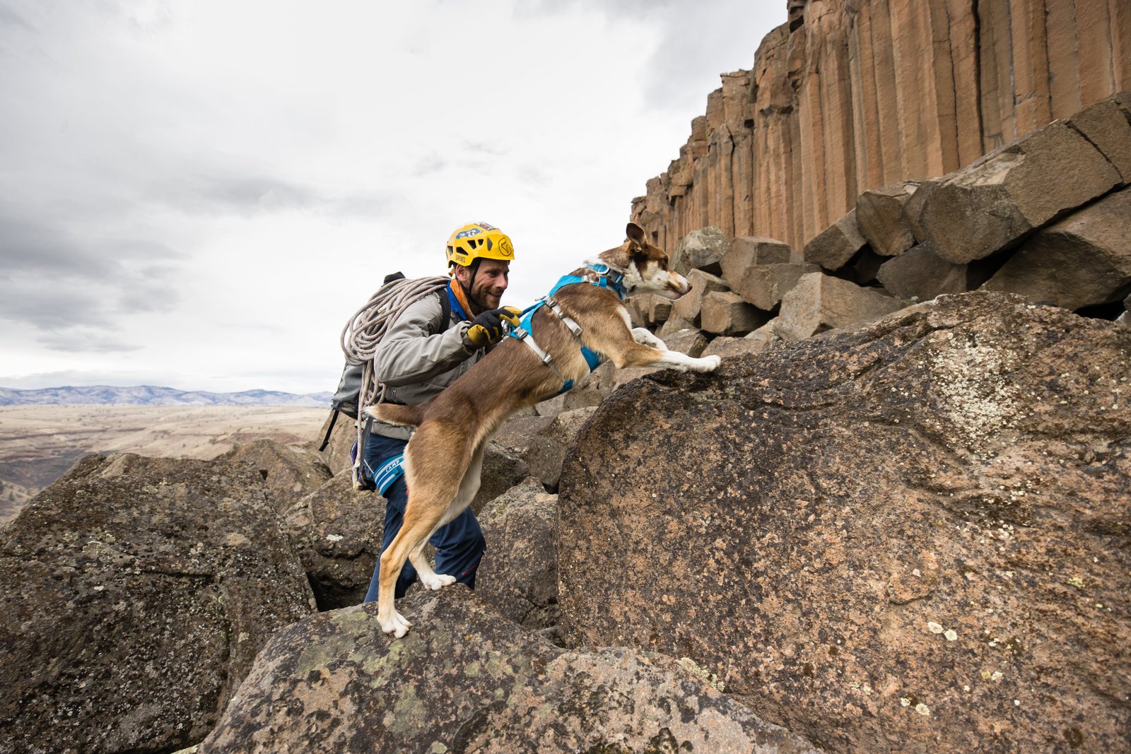 Flagline Dog Harness - Image 16