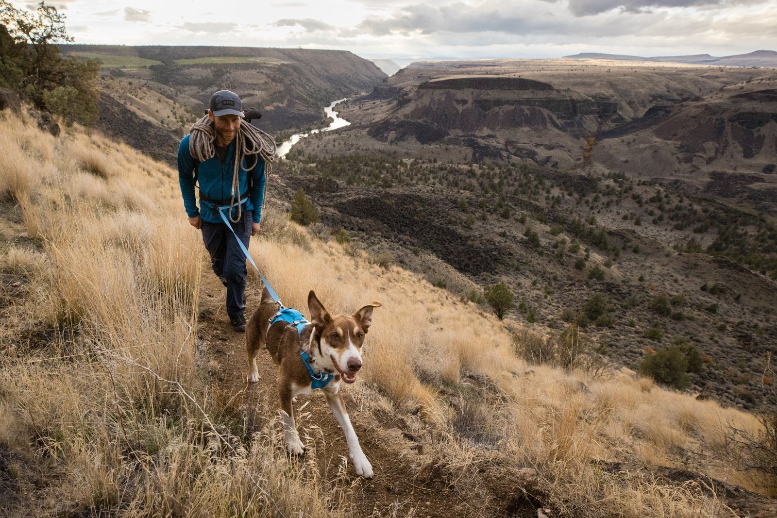 Flagline Dog Harness - Image 14