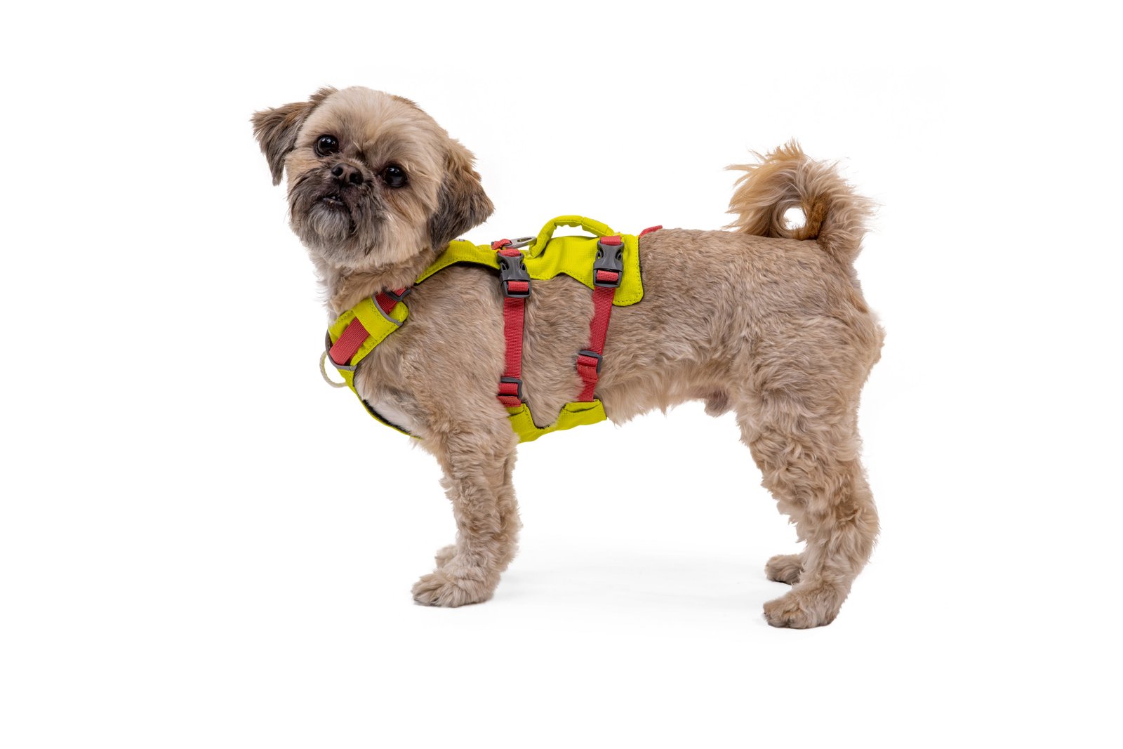 Flagline Dog Harness - Image 13