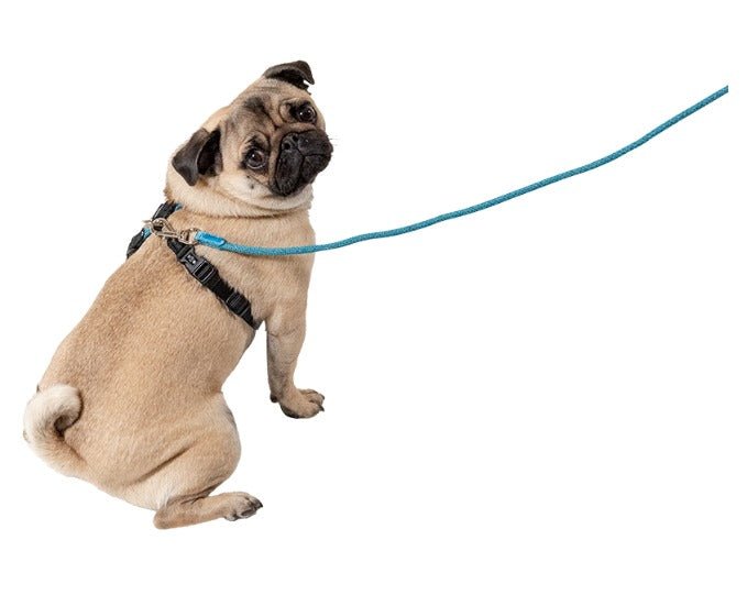 Leisure Rope Adjustable Dog Harness - Image 8