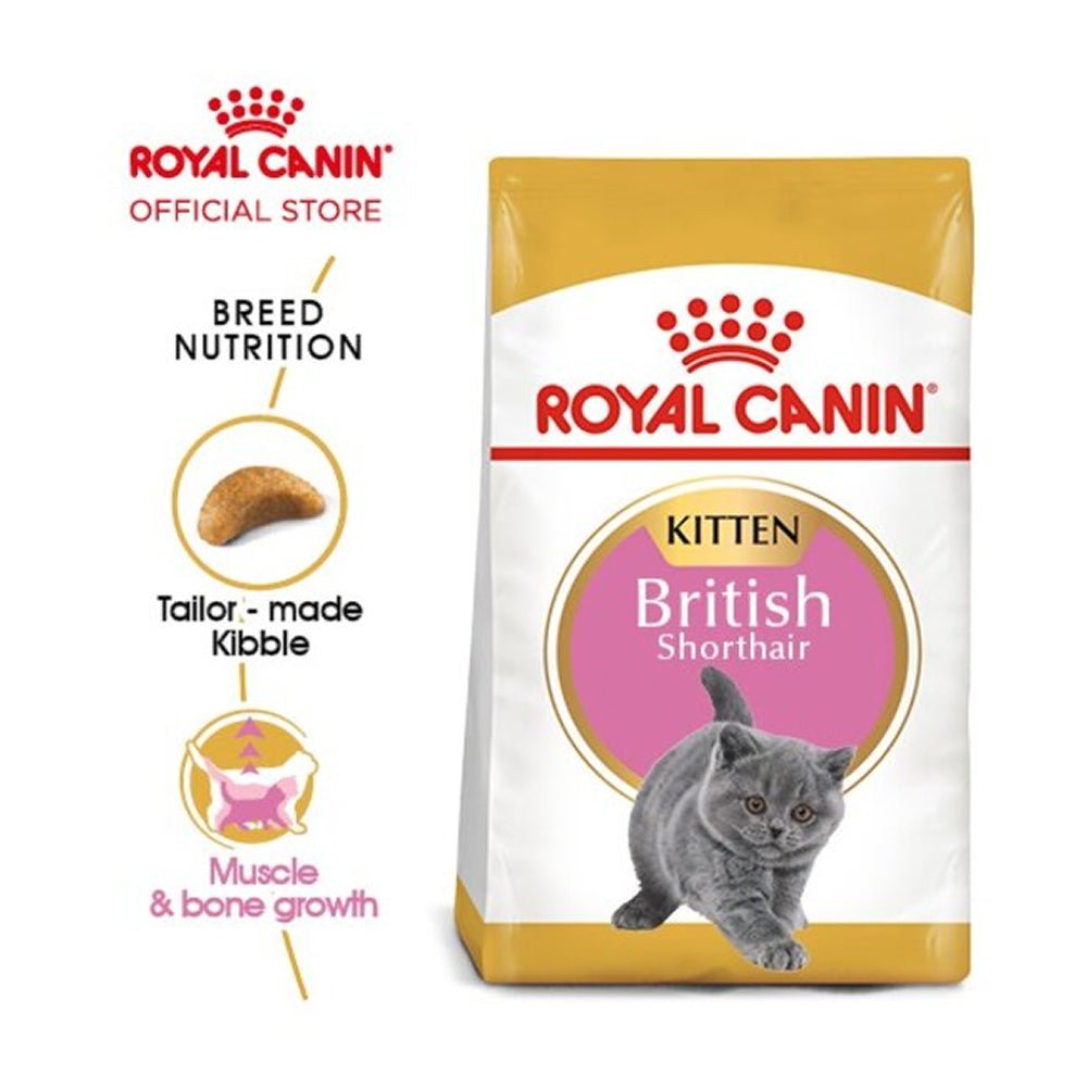 FBN British Shorthair Kitten - Image 2