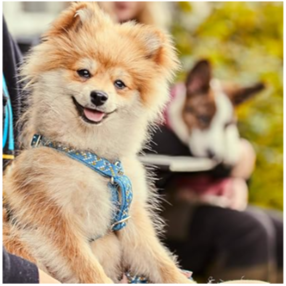 Razzle Dazzle Dog Y Harness - Image 7