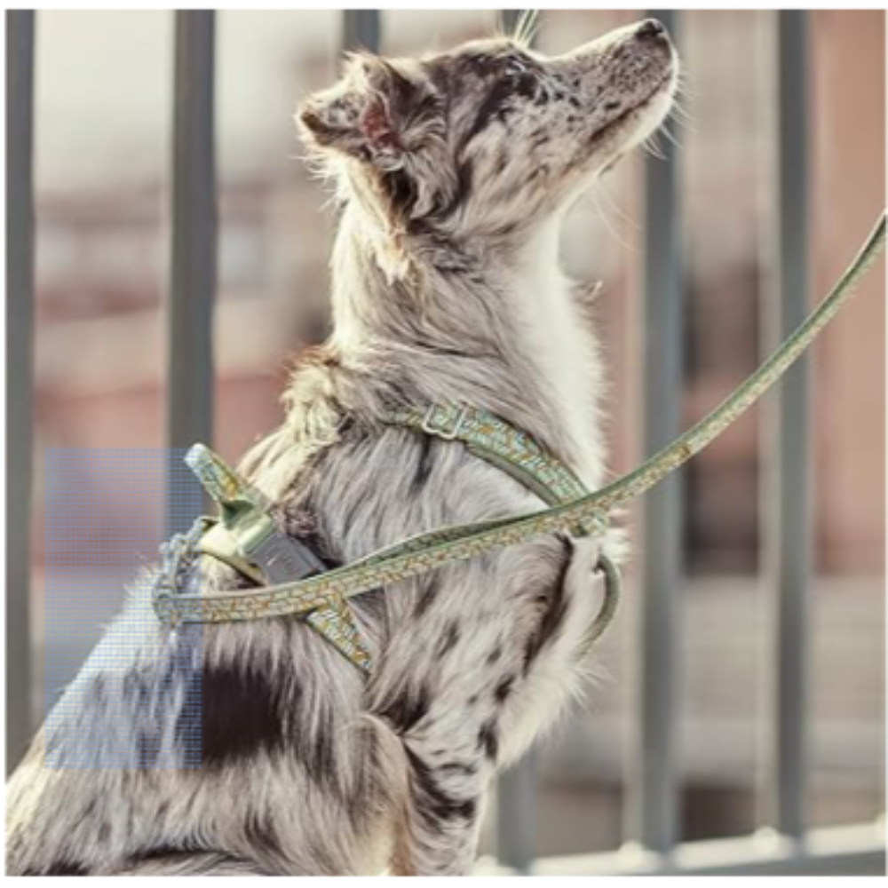 Razzle Dazzle Dog Y Harness - Image 5