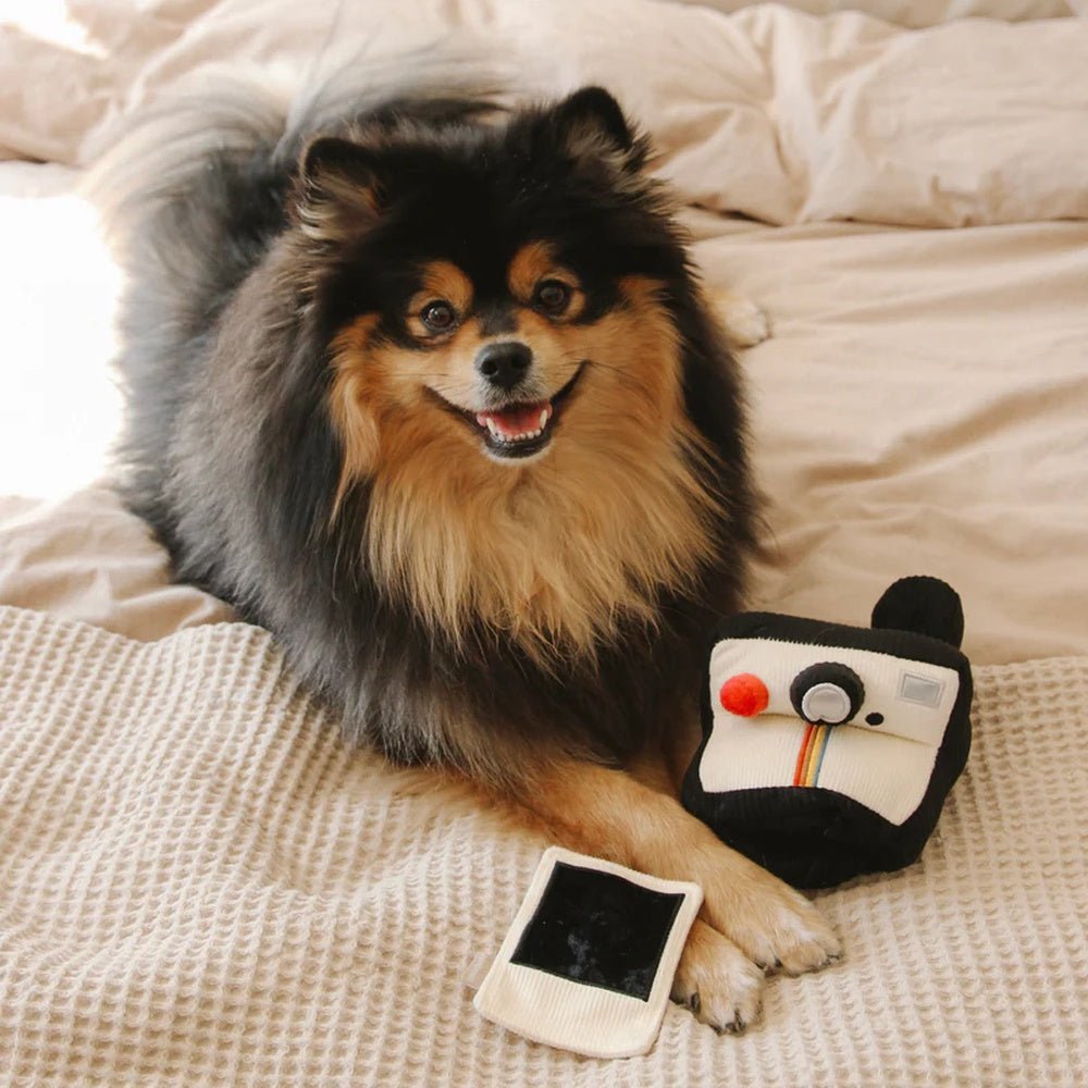 Instant Camera Snuffle + Squeaky Dog Toy - Image 10