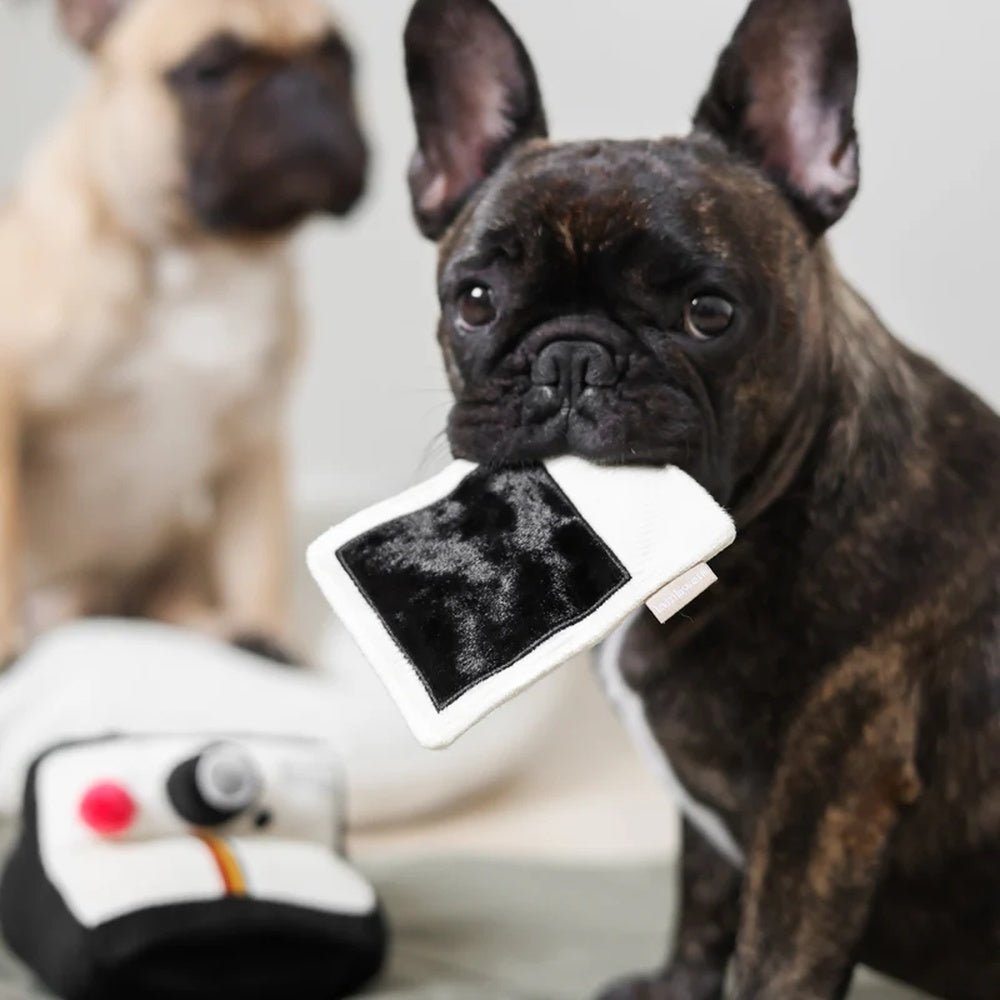 Instant Camera Snuffle + Squeaky Dog Toy - Image 7