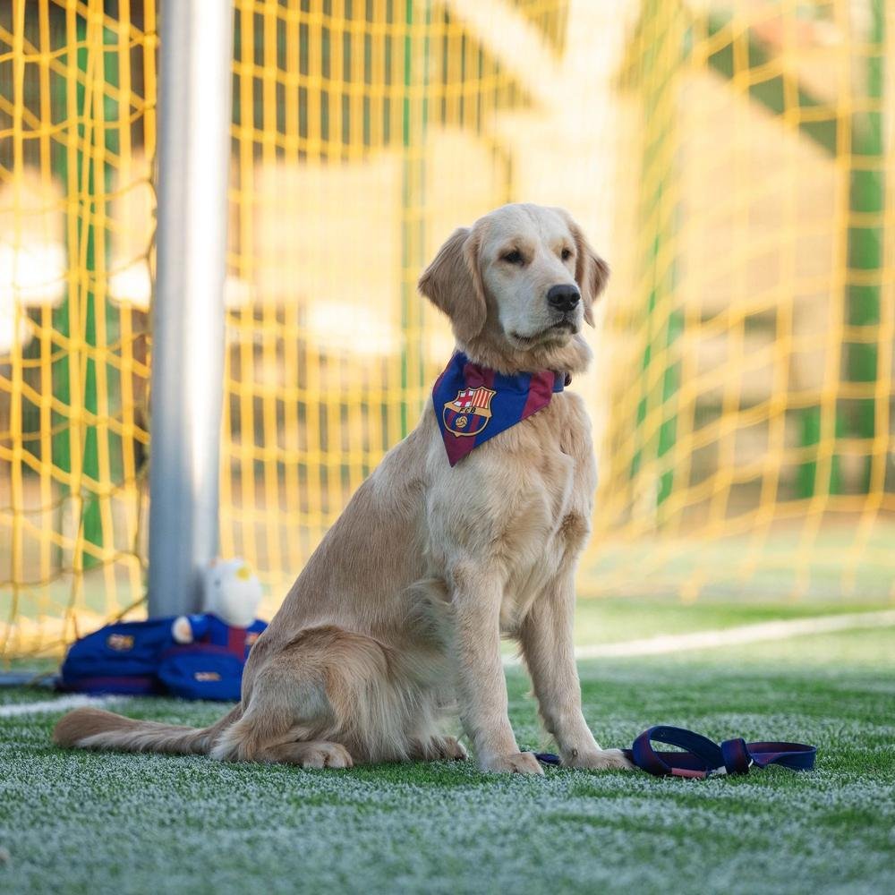 Barcelona Bandana for Dogs - Image 5