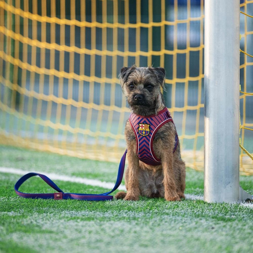 Barcelona Multi-Function Dog Leash - Image 4