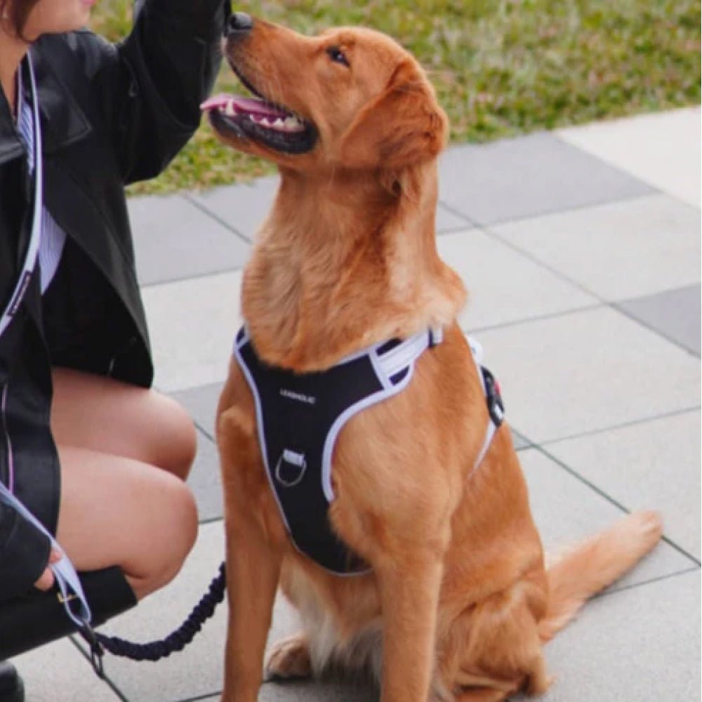 No Pull Dog Harness - Image 17
