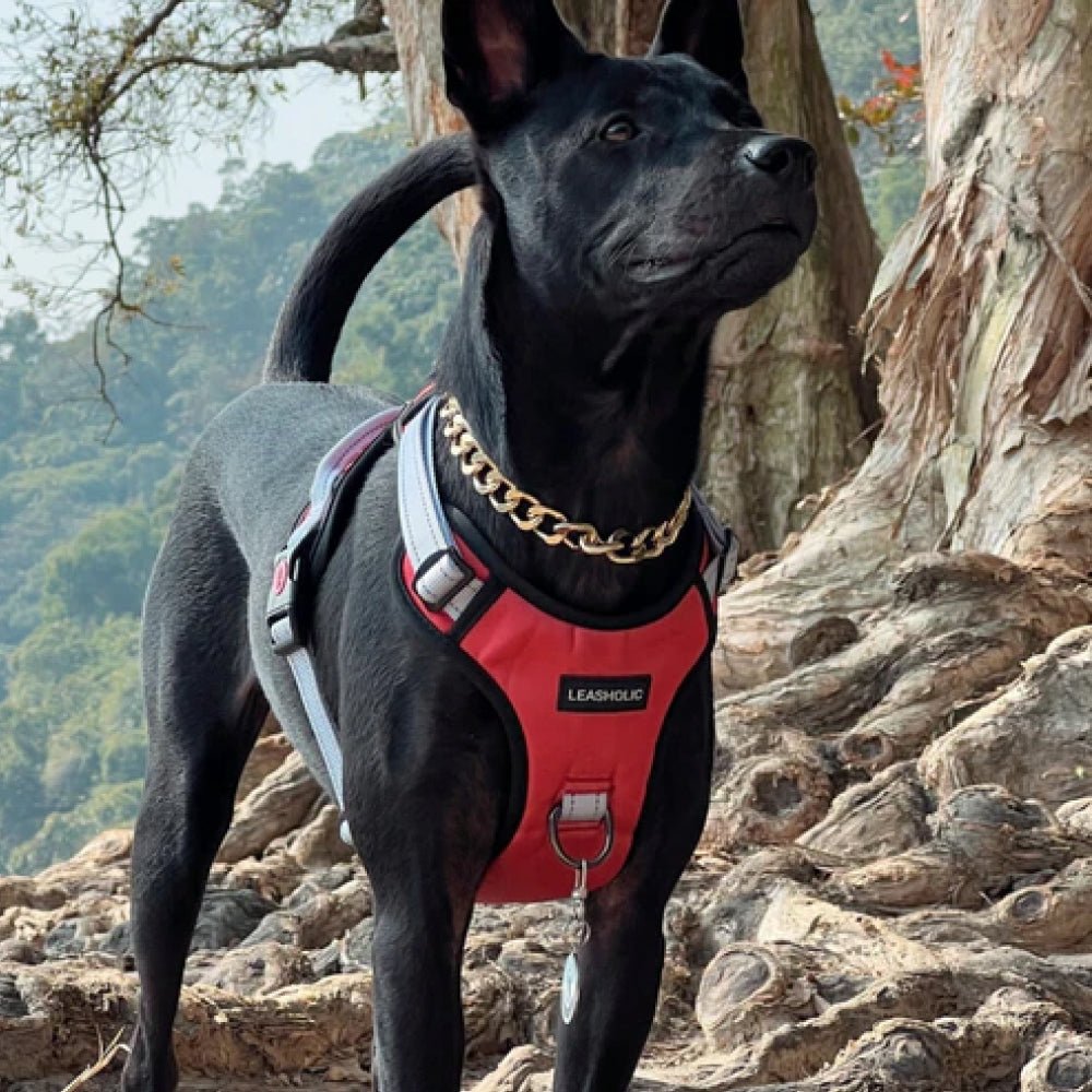 No Pull Dog Harness - Image 15