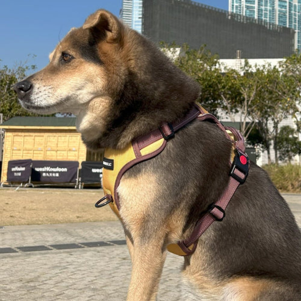 No Pull Dog Harness - Image 14