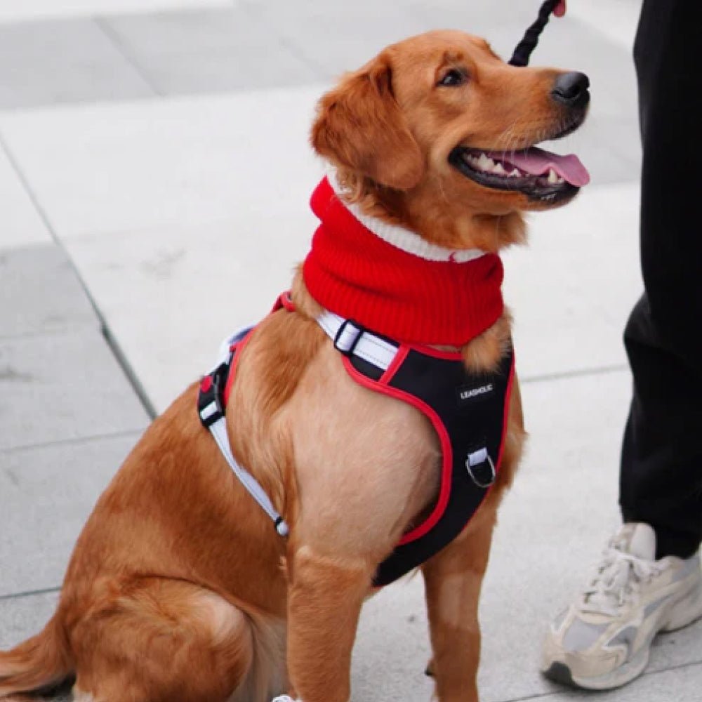 No Pull Dog Harness - Image 16