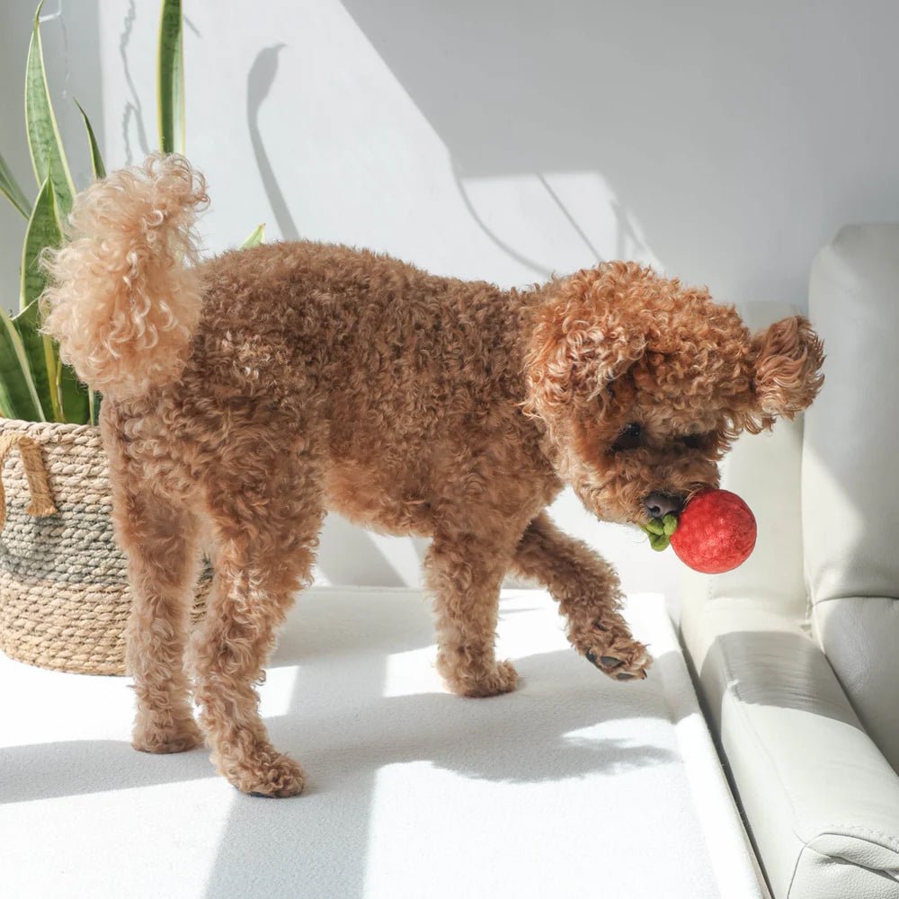 Tomato Soup Nosework Dog Plush Toy - Image 7