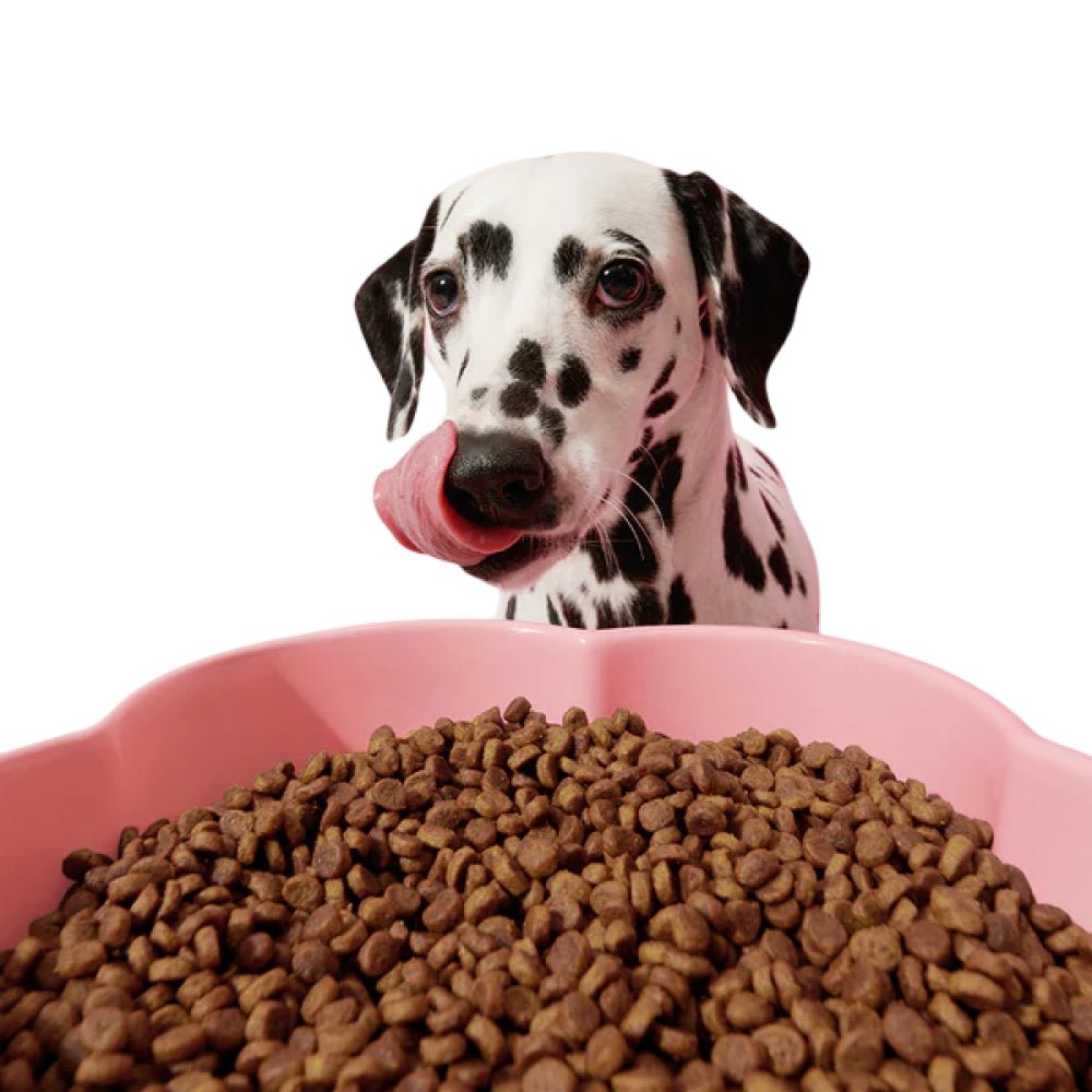 Flora Ceramic Pet Bowl - Image 9