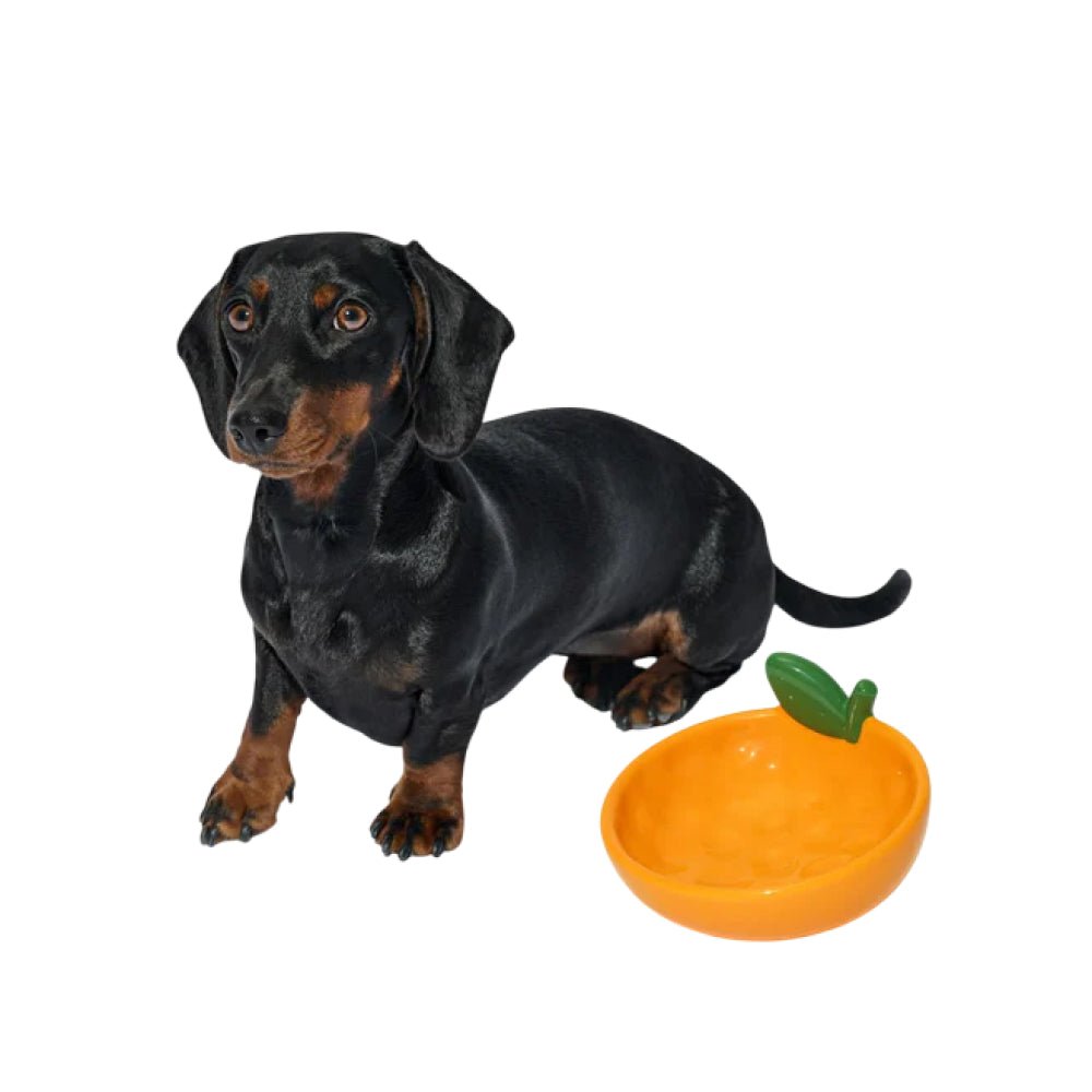 Tangerine Ceramic Pet Bowl - Image 6