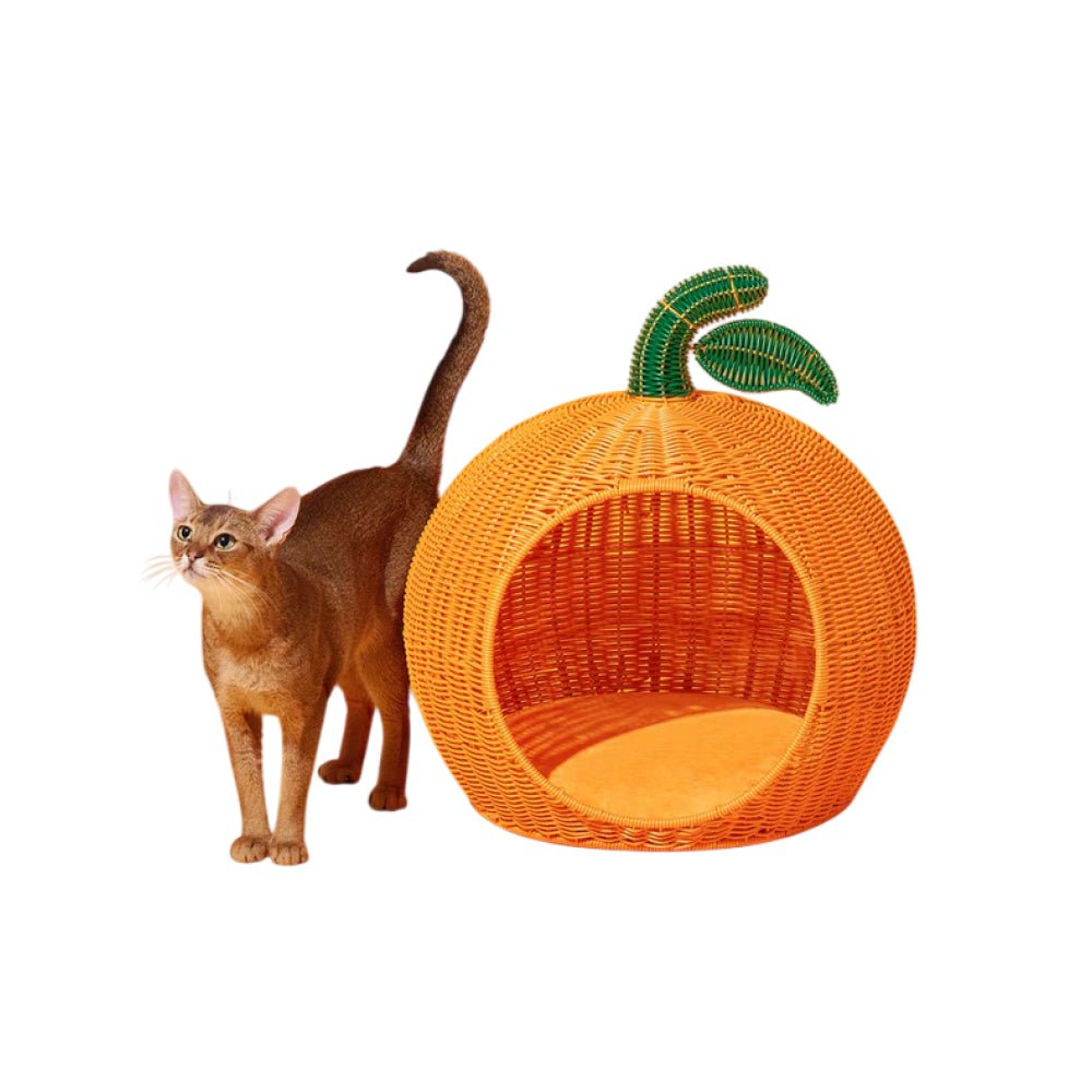 Tangerine Rattan Pet Bed - Image 4