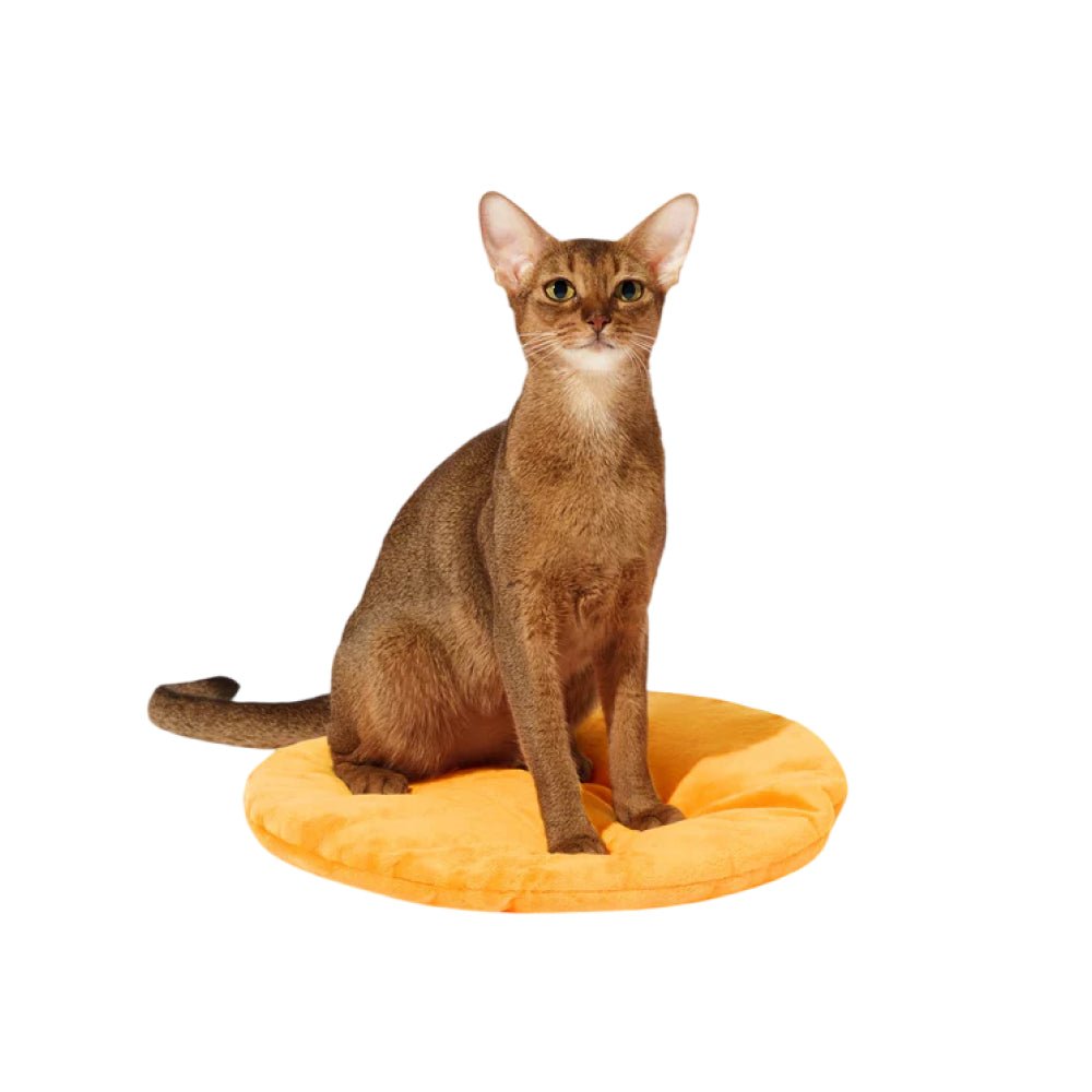 Tangerine Rattan Pet Bed - Image 5
