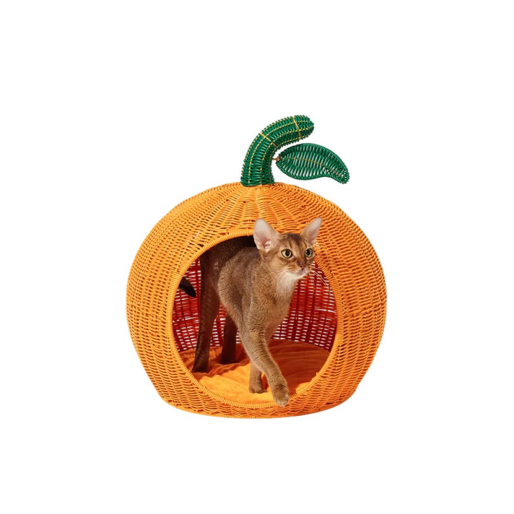 Tangerine Rattan Pet Bed - Image 7