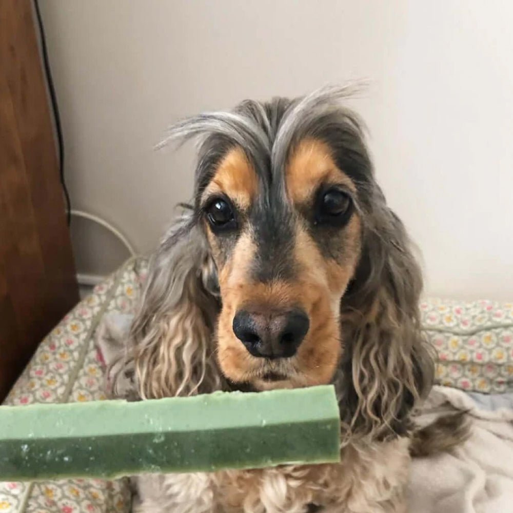 Fang Chews - Green Breath Fresh Dental Treats for Dogs - Image 2