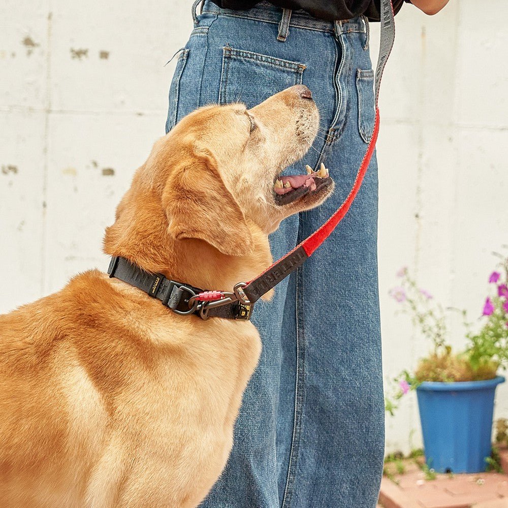 Earthtec Standard Dog Collar - Image 4