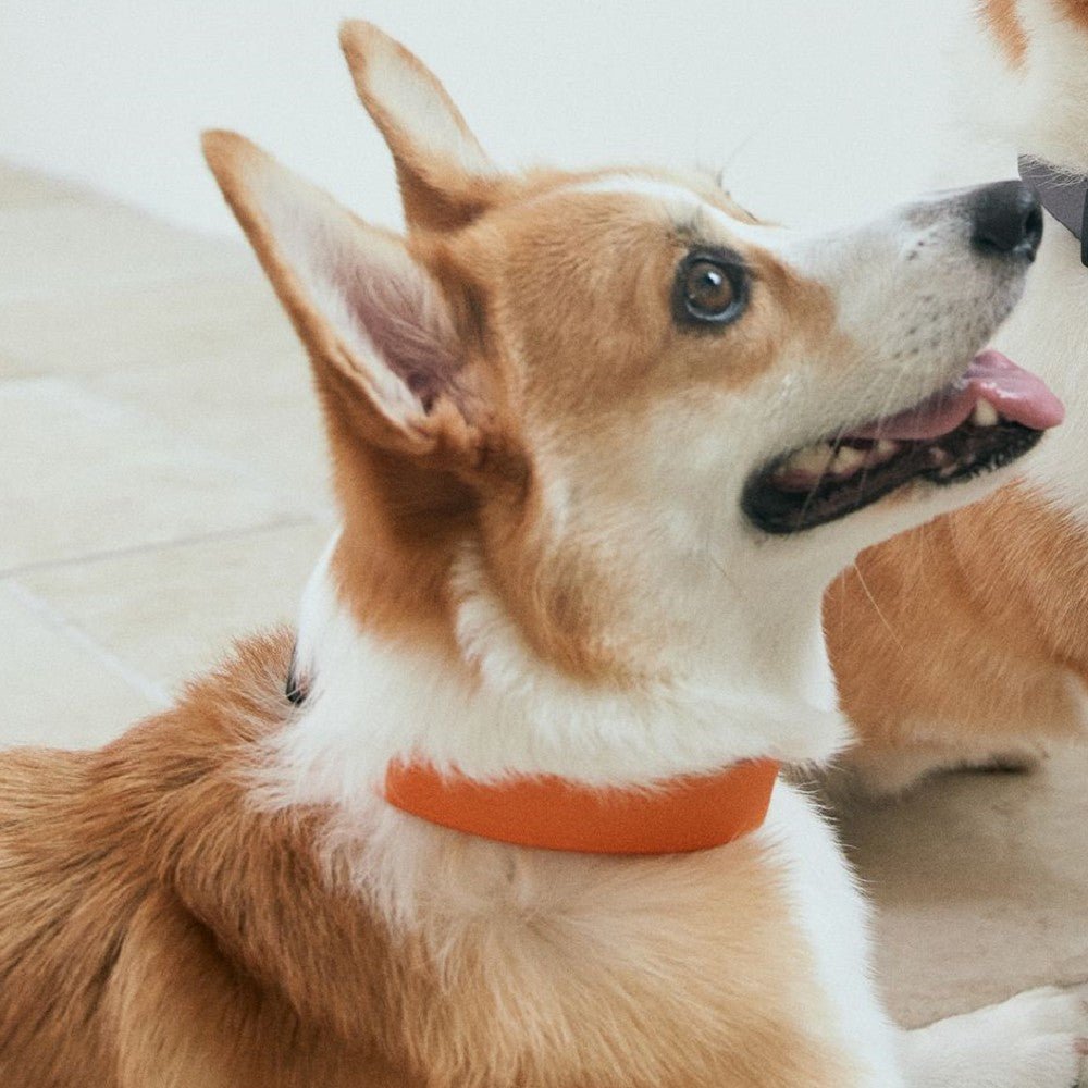 Water-Block Collar - Image 3