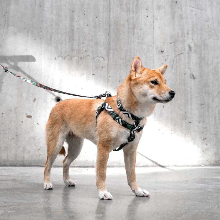 Ikonic Dog Leash - Image 23