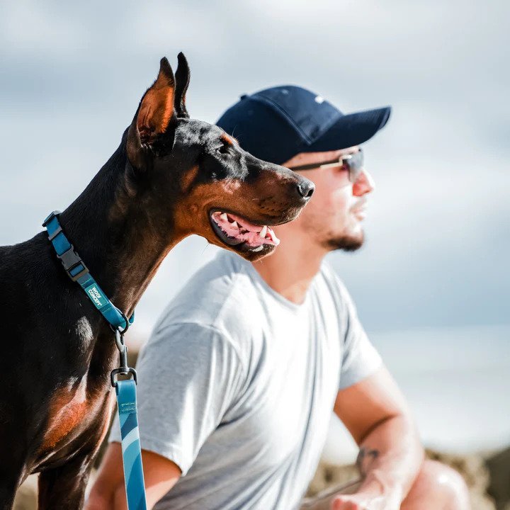 Ikonic Aqua Waterproof Dog Collar - Image 11