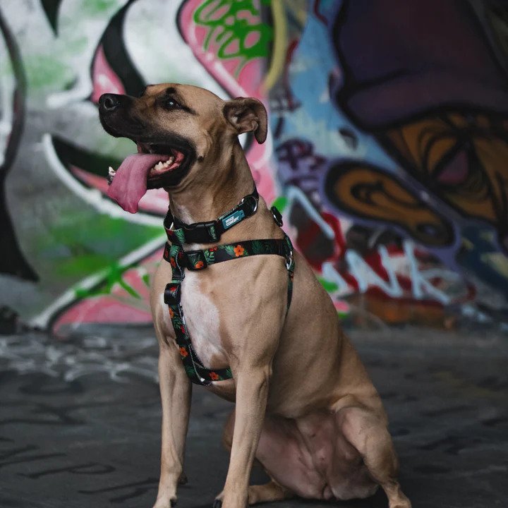 Ikonic Dog Leash - Image 25