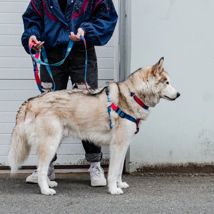 Ikonic Dog Leash - Image 27