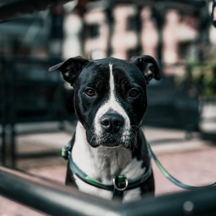 Ikonic Dog Leash - Image 18