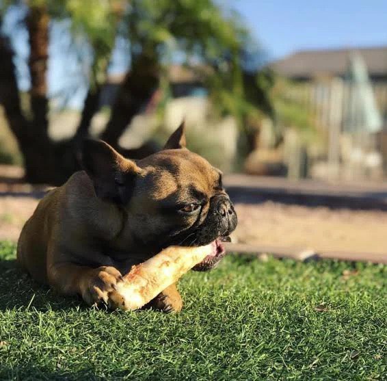 No Hide Peanut Butter Dog Chew - Image 4