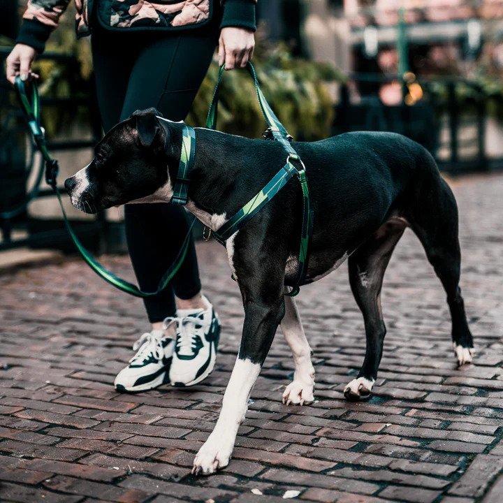 Ikonic Dog Collar - Image 17