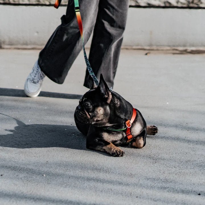 Ikonic Dog Leash - Image 19