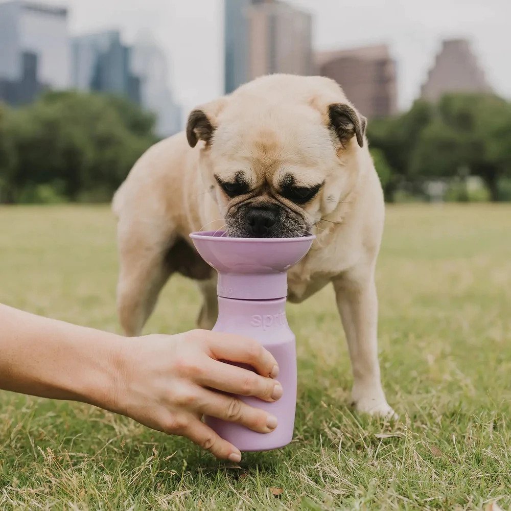 Classic Dog Travel Water Bottle - Image 29
