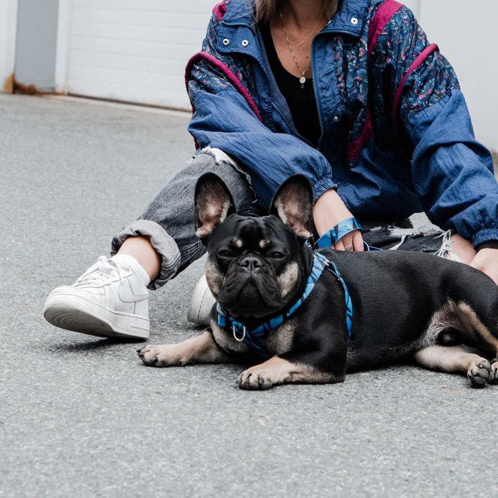 Ikonic Dog Leash - Image 29