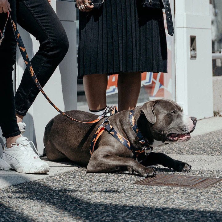 Ikonic Dog Collar - Image 20