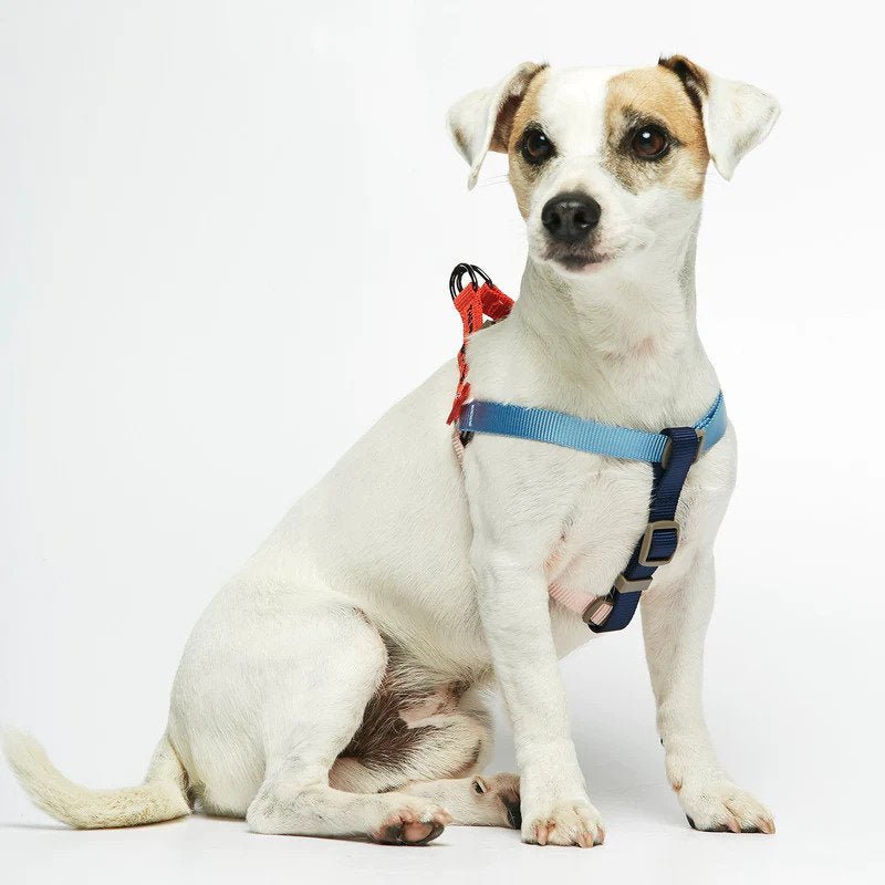 Sonia Dog Harness - Image 3