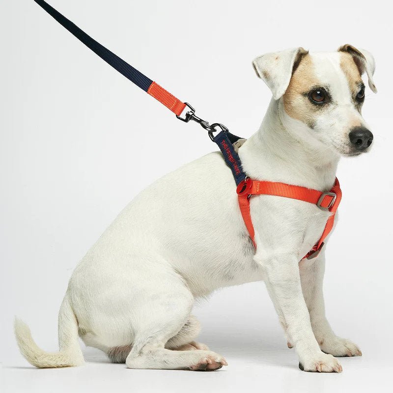 Sonia Dog Harness - Image 2