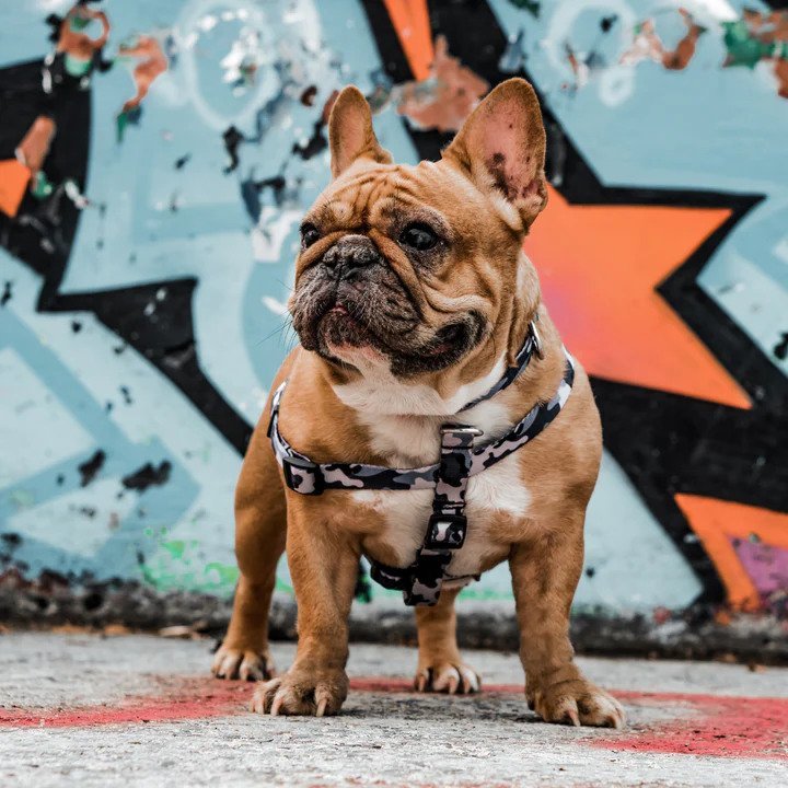 Ikonic Dog Leash - Image 21